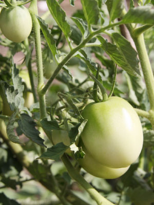 イタリア野菜のイメージ画像